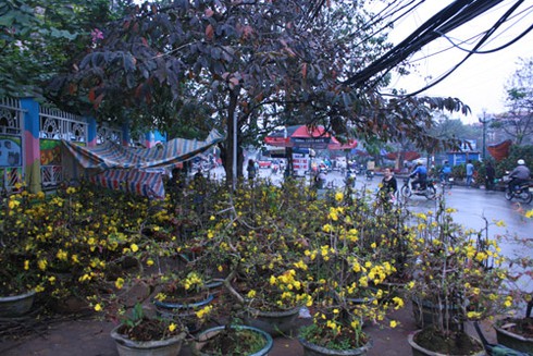 Hoa, cảnh vỉa hè vắng khách - ảnh 6