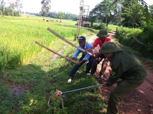 Hà Nội đã tiêm phòng cho toàn bộ chó lạ - ảnh 1