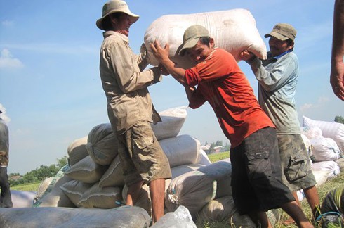 Chuẩn bị mua tạm trữ 1 triệu tấn gạo - ảnh 1