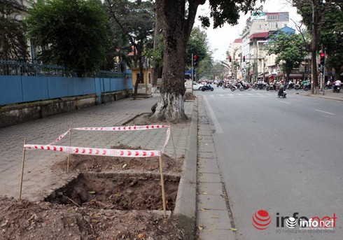Thành ủy Hà Nội yêu cầu hạn chế thấp nhất việc loại bỏ cây xanh - ảnh 1