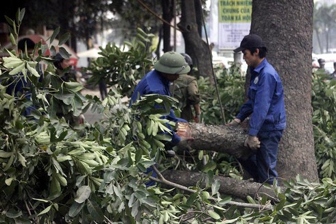 PGĐ Sở Xây dựng Hà Nội nói gì khi phải kiểm điểm vì vụ chặt cây xanh? - ảnh 1