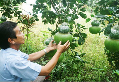 BƯỞI HỒ LÔ