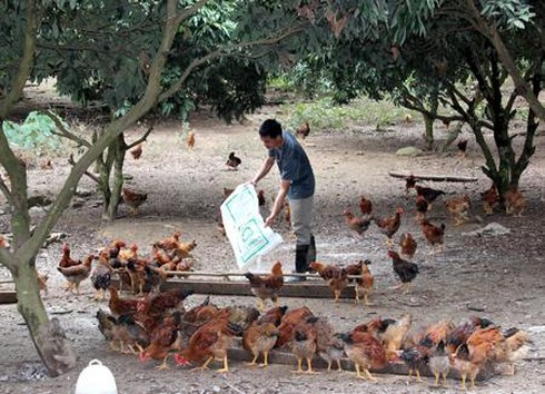 gà đồi Yên Thế