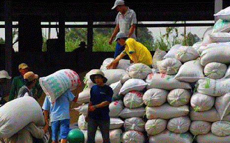 Bất thường Trung Quốc ồ ạt nhập gạo Việt