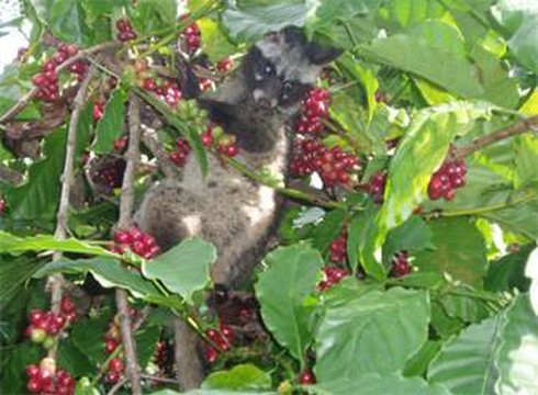 cà phê chồn
