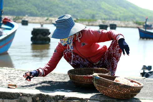 Ngư dân Quảng Ngãi vào vụ ruốc - ảnh 1