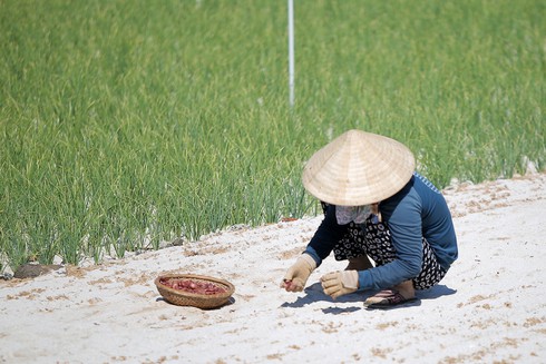 Năm 2020: 50% số xã đạt chuẩn nông thôn mới - ảnh 1