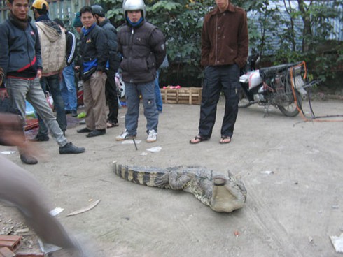 Xẻ thịt cá sấu bán trên vỉa hè Hà Nội - ảnh 3