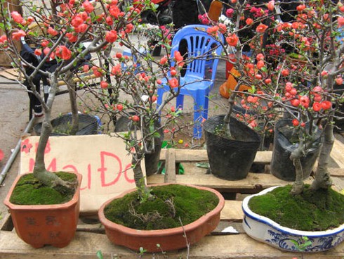 Săn tìm “mai đỏ” trang trí nhà cửa - ảnh 1