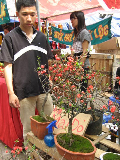 Săn tìm “mai đỏ” trang trí nhà cửa - ảnh 6