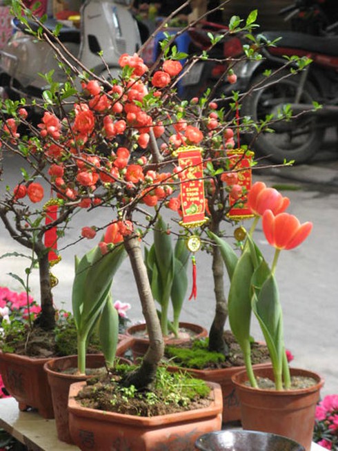Săn tìm “mai đỏ” trang trí nhà cửa - ảnh 7