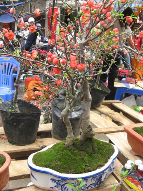 Săn tìm “mai đỏ” trang trí nhà cửa - ảnh 2
