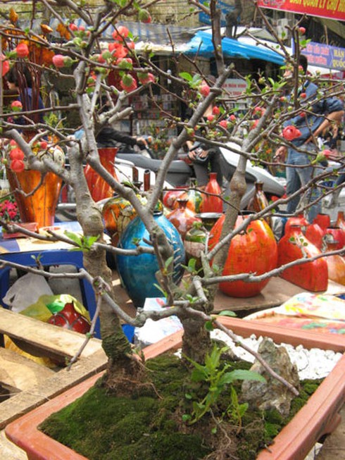 Săn tìm “mai đỏ” trang trí nhà cửa - ảnh 3