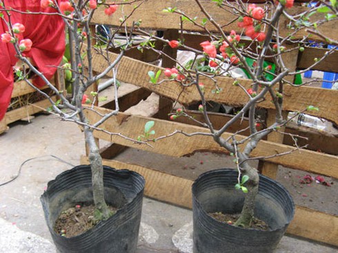 Săn tìm “mai đỏ” trang trí nhà cửa - ảnh 4