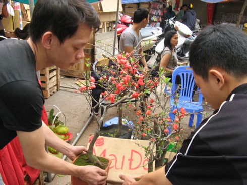Săn tìm “mai đỏ” trang trí nhà cửa - ảnh 5