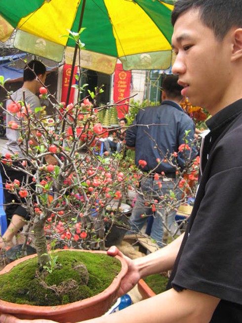 Săn tìm “mai đỏ” trang trí nhà cửa - ảnh 8