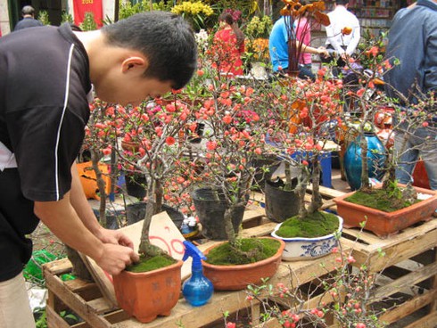 Săn tìm “mai đỏ” trang trí nhà cửa - ảnh 9