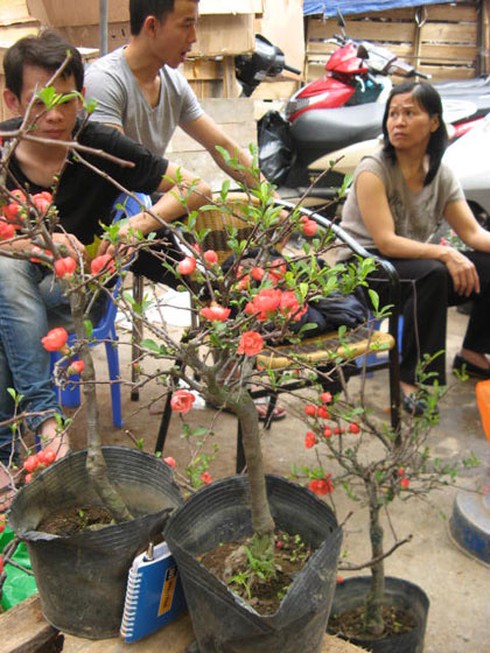 Săn tìm “mai đỏ” trang trí nhà cửa - ảnh 10