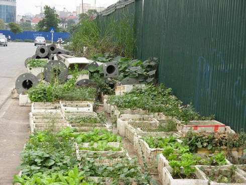 Hà Nội: Muôn kiểu tăng gia rau sạch trong khu đô thị mới - ảnh 1