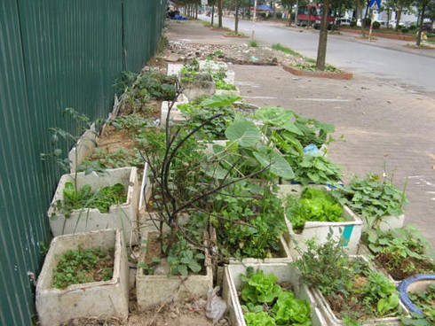 Hà Nội: Muôn kiểu tăng gia rau sạch trong khu đô thị mới - ảnh 6