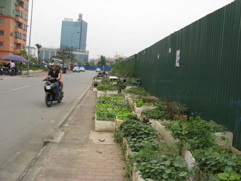 Hà Nội: Muôn kiểu tăng gia rau sạch trong khu đô thị mới - ảnh 7