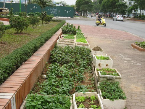 Hà Nội: Muôn kiểu tăng gia rau sạch trong khu đô thị mới - ảnh 11