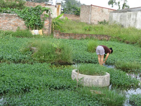 Rau trồng trong nghĩa địa: Chỉ để bán, không ăn! - ảnh 4