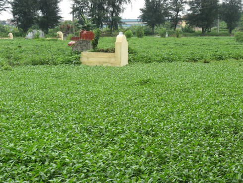 Rau trồng trong nghĩa địa: Chỉ để bán, không ăn! - ảnh 10