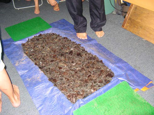 Hà Nội: Kỳ quái lớp học đi trên mảnh chai - ảnh 1