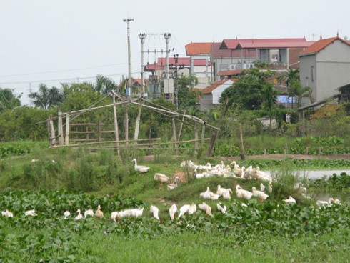 Mở rộng địa giới Thủ đô: Nhiều dự án BĐS thả trâu, nuôi vịt - ảnh 6