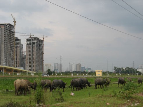 Mở rộng địa giới Thủ đô: Nhiều dự án BĐS thả trâu, nuôi vịt - ảnh 1