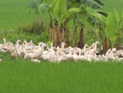 Mở rộng địa giới Thủ đô: Nhiều dự án BĐS thả trâu, nuôi vịt - ảnh 10