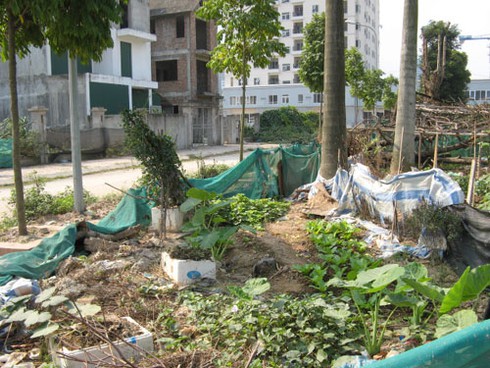 Khu đô thị Phùng Khoang: Nuôi gà, trồng rau cạnh biệt thự - ảnh 11