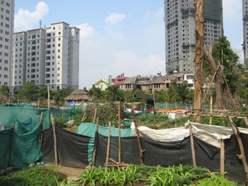 Khu đô thị Phùng Khoang: Nuôi gà, trồng rau cạnh biệt thự - ảnh 2