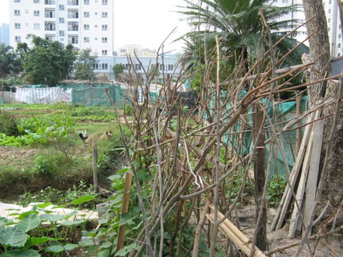 Khu đô thị Phùng Khoang: Nuôi gà, trồng rau cạnh biệt thự - ảnh 12