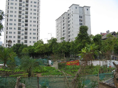 Khu đô thị Phùng Khoang: Nuôi gà, trồng rau cạnh biệt thự - ảnh 4