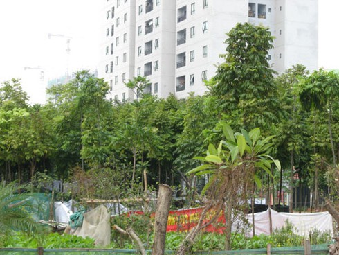 Khu đô thị Phùng Khoang: Nuôi gà, trồng rau cạnh biệt thự - ảnh 5
