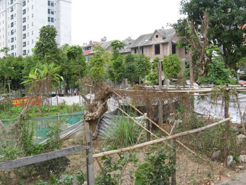 Khu đô thị Phùng Khoang: Nuôi gà, trồng rau cạnh biệt thự - ảnh 6