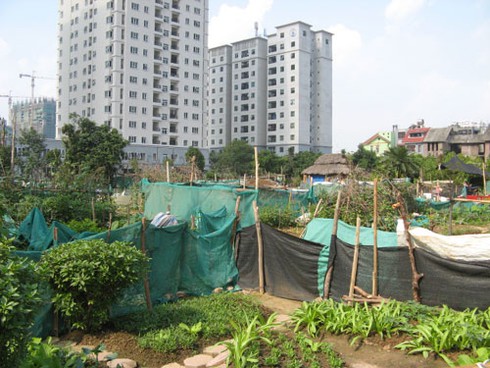 Khu đô thị Phùng Khoang: Nuôi gà, trồng rau cạnh biệt thự - ảnh 10