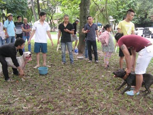 Khách Tây bàng hoàng chứng kiến cảnh chọi chó đẫm máu - ảnh 8