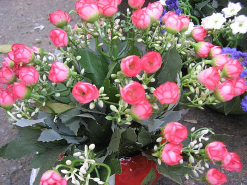 Ngắm chợ hoa Hàng Lược cuối năm - ảnh 11