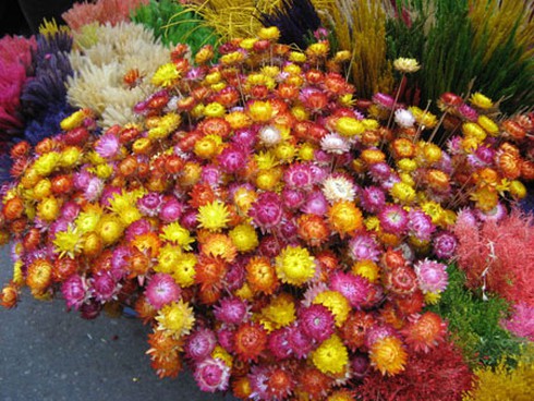 Ngắm chợ hoa Hàng Lược cuối năm - ảnh 2