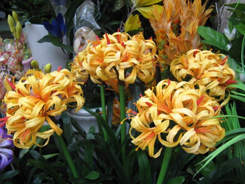 Ngắm chợ hoa Hàng Lược cuối năm - ảnh 4