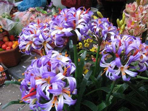 Ngắm chợ hoa Hàng Lược cuối năm - ảnh 5