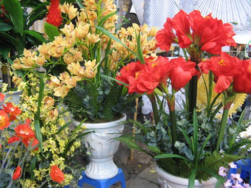 Ngắm chợ hoa Hàng Lược cuối năm - ảnh 6