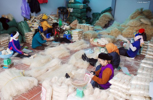 Làng làm miến rộn ràng đón tết sớm - ảnh 11