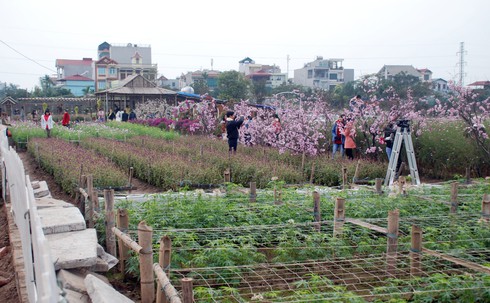 Người Nhật Tân trồng đào giả kiếm thu nhập