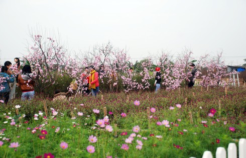 Người Nhật Tân trồng đào giả kiếm thu nhập