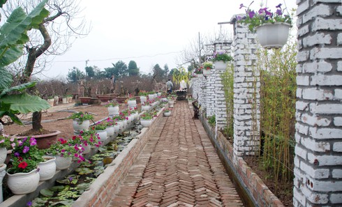 Người Nhật Tân trồng đào giả kiếm thu nhập