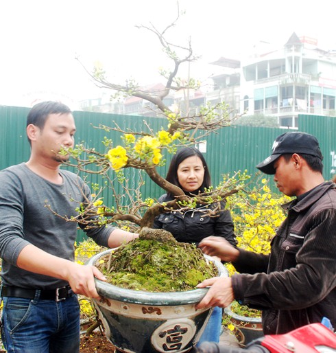 Hoa mai khoe sắc vàng rực giữa Thủ đô - ảnh 9